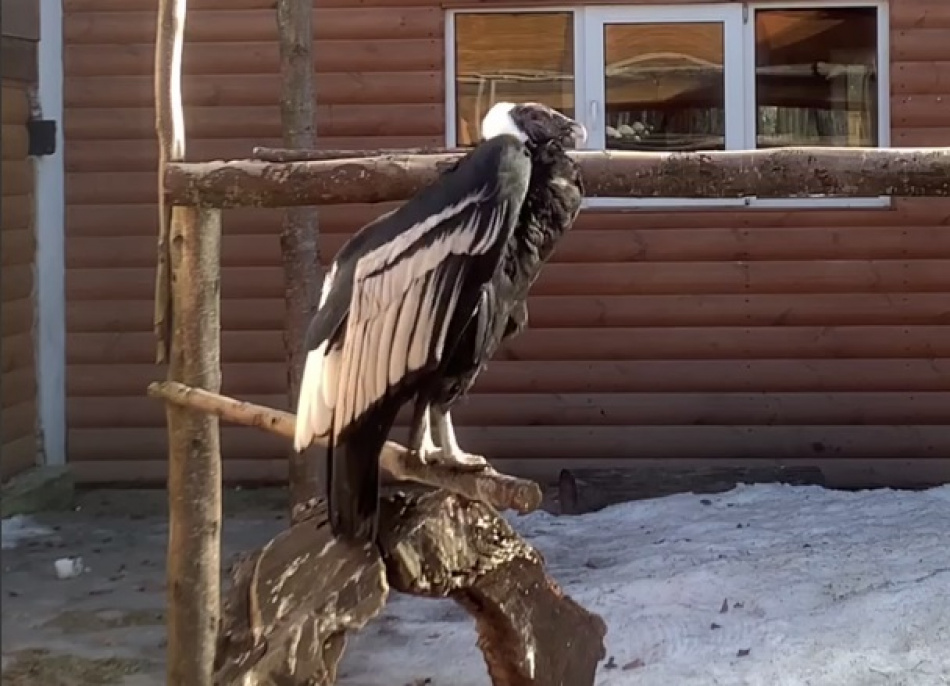 В Ленинградском зоопарке уже 50 лет живет андский кондор Ева 